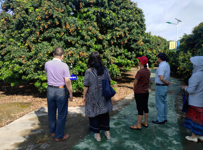 龔州大地，龍眼飄香-平南現(xiàn)代農(nóng)業(yè)正釋放科技創(chuàng)新活力