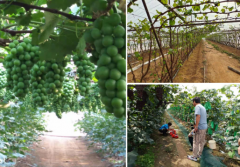 中國“水果之鄉、海蜇之鄉”蓋州市積極爭創國家現代農業產業園